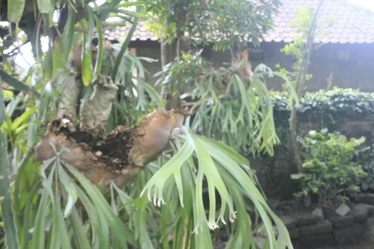 Umah De Arlika Ubud Екстер'єр фото